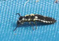 Propylea quatuordecimpunctata-Larva